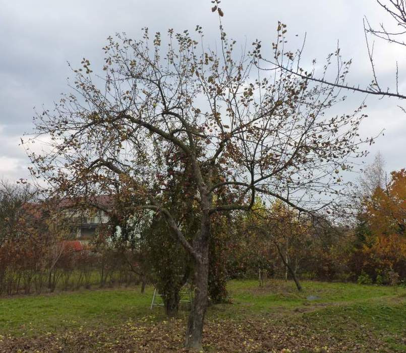 Koruna stromu po prosvětlovacím řezu