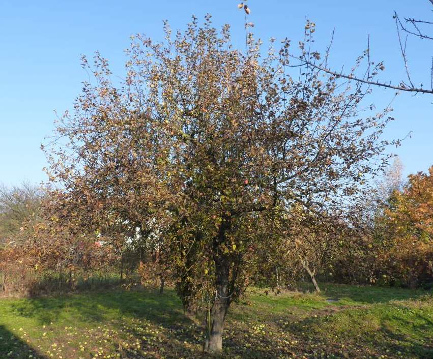 Strom před řezem, příliš hustá koruna